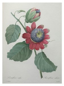 Passion Flower