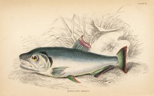 Payara, Hydrolycus Armatus. Handcoloured Steel Engraving by W.H. Lizars from Robert Schomburg