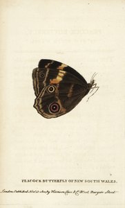 Peacock butterfly of New South Wales