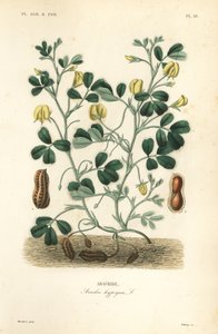 Peanut or groundnut, Arachis hypogaea