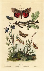 Pease Blossom, Cotton Bollworm, Yellow Underwing, and Large Yellow Underwing, Larva and Pupa