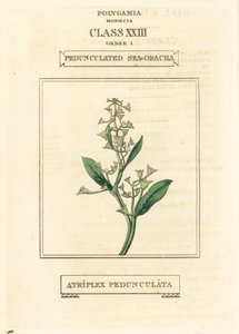 Pedunculate sea-purslane, Atriplex pedunculata
