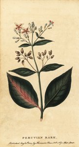 Peruvian Bark, Cinchona officinalis (engraving)