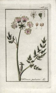 Peucedan Marsh or Marsh Parsley (Selinum marsh). Lithograph from 