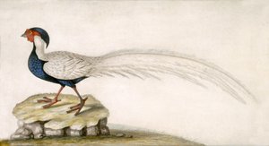 Pheasant