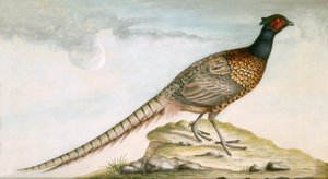 Pheasant
