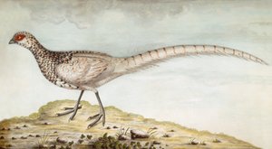Pheasant