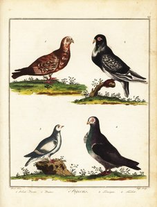 Pigeons: Polish pigeon, pouter, ptarmigan and turbit
