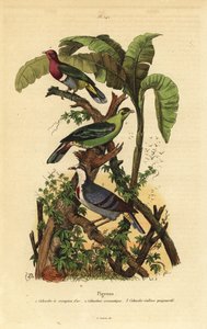 Pink-headed fruit-dove, Buru green pigeon, and Luzon bleeding-heart by Unbekannt
