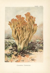Pink Coral Fungus or Beautiful Clavaria by Unbekannter Künstler