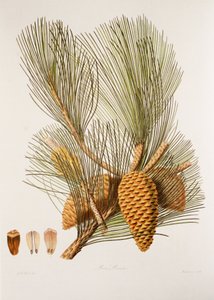 Sea Pine