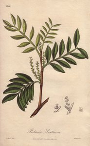 Pistacia lentiscus (Pistacia lentiscus) - Strong Water by William Clarke to illustrate Medical Botanical, Description of the Medicinal Plants of London, Edinburgh and Dublin by John Stephenson and James Morss Churchill