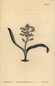 Plain-leaved Self-coloured Lachenalia, Lachenalia Unicolor
