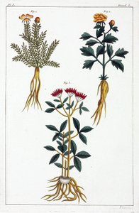 Medicinal Plants, China