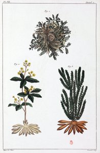 Medicinal Plants, China