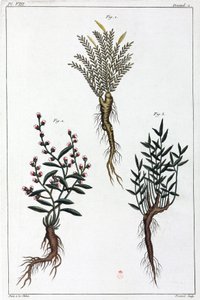 Medicinal plants, China