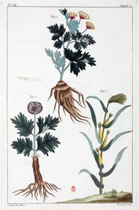 Medicinal plants, China