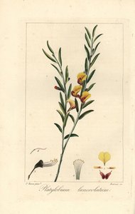 Platylobium lanceolatum, native to Australia by Unbekannter Künstler