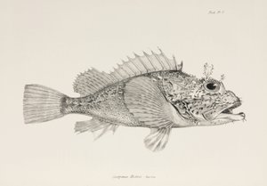 Player Scorpionfish, c. 1832-1836 by Unbekannter Künstler
