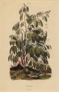 Plocama Pendula Shrub