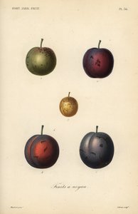 Plums and prunes