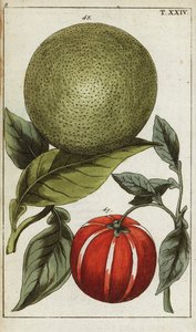Pomelo or pummelo, Citrus maxima