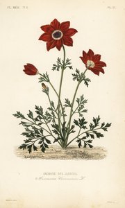 Poppy anemone, Anemone coronaria