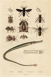 Potter wasp, pipefish, golden egg bug and hoverfly (engraving) by Unbekannter Künstler