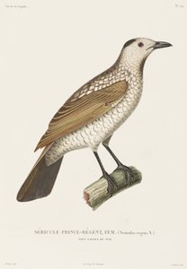 Prince Regent Sericulus, New South Wales, Australia