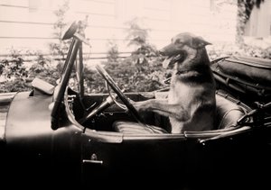 Prize winning Police dog Alex behind the wheel of a car by Alec Hunter