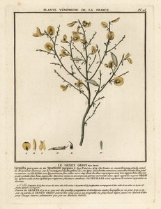 Purging Broom, Cytisus purgans