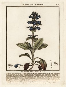 Pyramidal Bugle, Ajuga pyramidalis