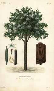 Quinine tree