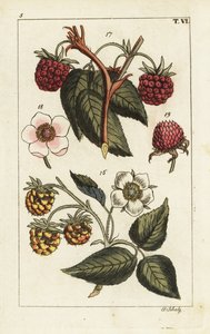 Raspberry varieties by Unbekannter Künstler