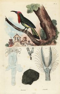Red-Bearded Bee-Eater, Nyctyornis Amictus, and Fungoid Bryozoan, Plumatella Fungosa