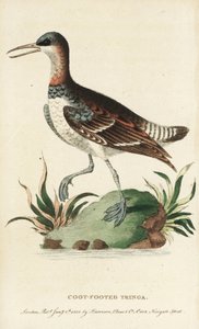 Red-necked phalarope