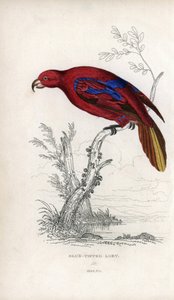 Red Lori, Eos rubra. Psittacus caeruleatus