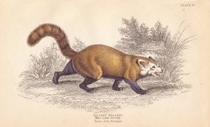 Red panda, Ailurus fulgens. Vulnerable. From a specimen in the Museum of the Linnean Society. Handcoloured steel engraving from William Jardine