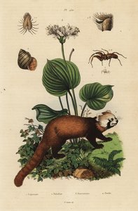 Red panda, Ailurus fulgens, endangered, northern Christmas lily, Proiphys amboinensis, river snail, Viviparus viviparus, and spider, Palpimanus species