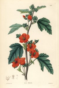 Red purple - Globemallow by Unbekannter Künstler