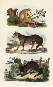 Red slender loris, wolf, and Eurasian otter by Unbekannt