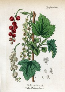 Redcurrant by Unbekannter Künstler