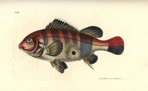 Redstriped eartheater