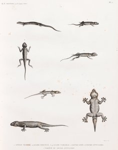 Reptiles: Lizards and Geckos by Unbekannt