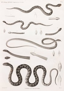 Reptiles: Vipers and Snakes by Unbekannt