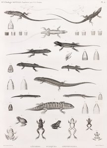 Reptiles: Series of Illustrations of Lizards, Skinks, and Frogs by Unbekannt