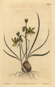 Riband albuca, Albuca vittata