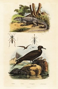 Rock agama and parasitic jaeger