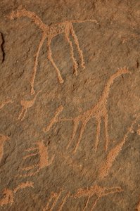 Rock art, Prehistory: Engraving of giraffes, ostriches, other animals and characters in the Uweinat massif, Sudan (Period from 8000 to 3000 years BC). Photography