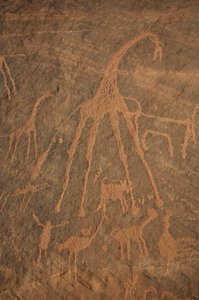Rock art, Prehistory: Engraving of giraffes, ostriches, sheep and characters in the Uweinat massif, Sudan (Period from 8000 to 3000 years BC). Photography by Unbekannt